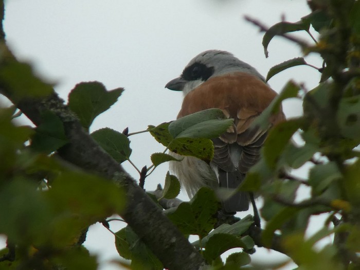 Red-backed Shrike