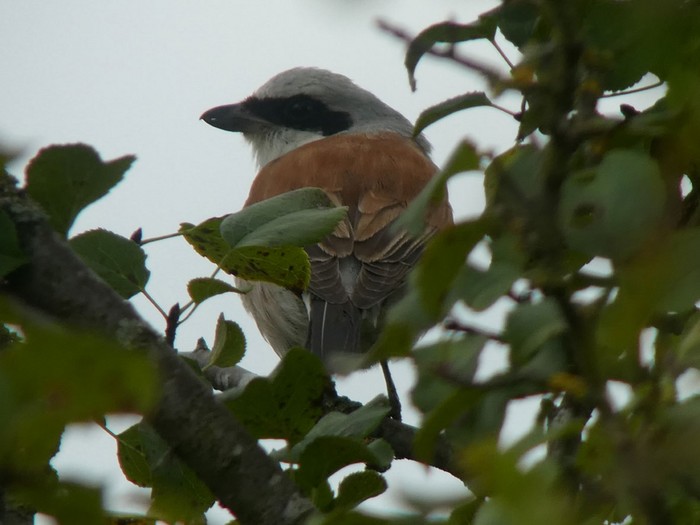 Red-backed Shrike