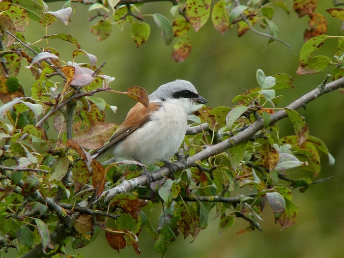 Red-backed Shrike
