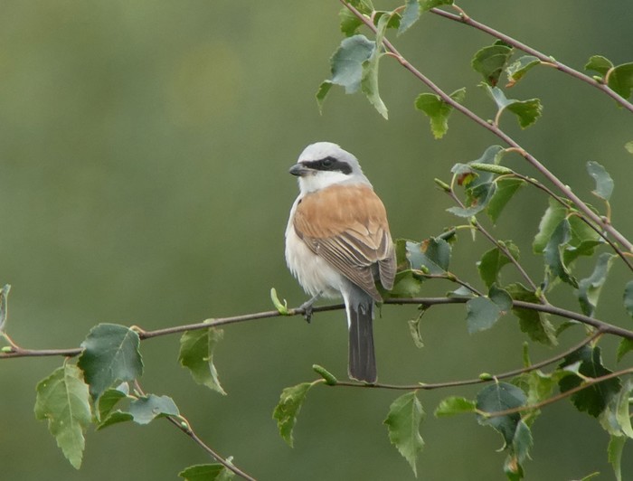 Red-backed Shrike