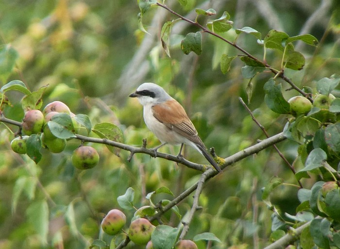 Red-backed Shrike