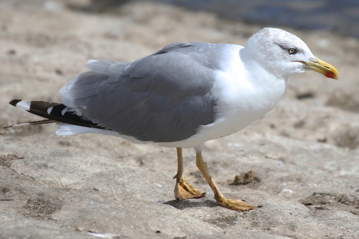 Yellow-legged Gull