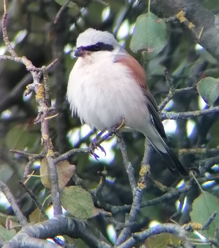 Red-backed Shrike