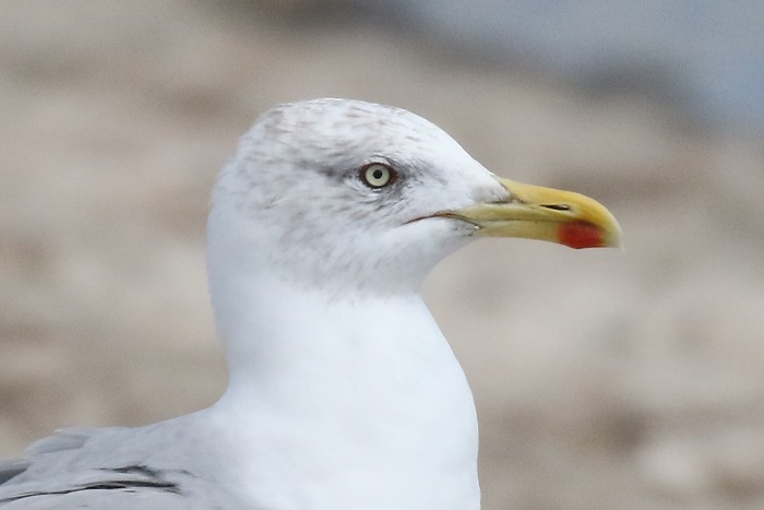 Yellow-legged Gull