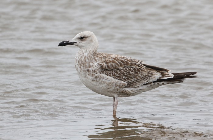 Caspian Gull