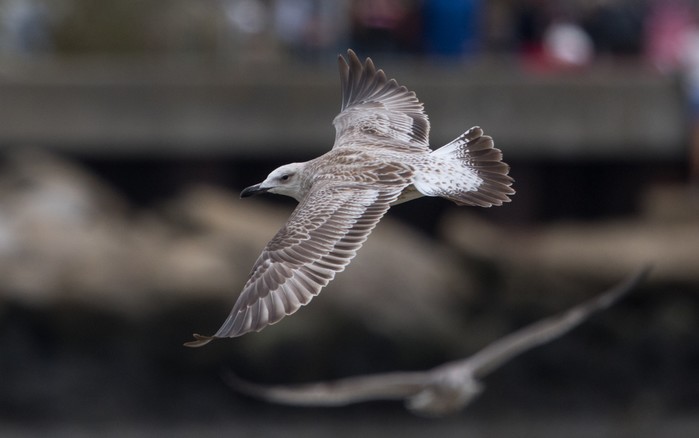 Caspian Gull