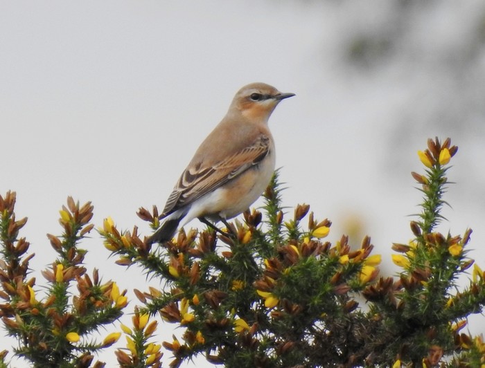 Wheatear