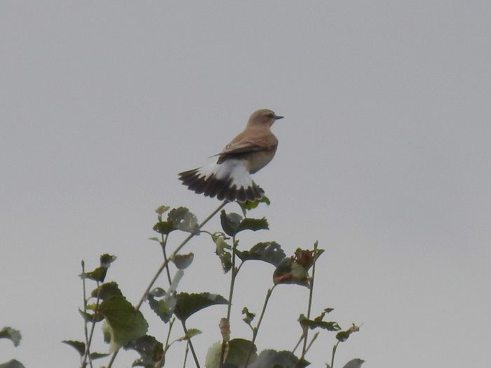 Wheatear