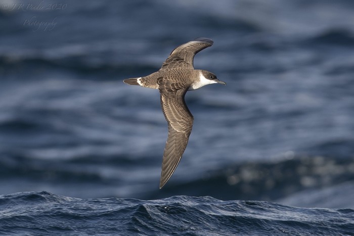 Great Shearwater