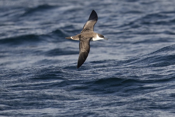 Great Shearwater