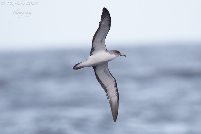 Cory's Shearwater