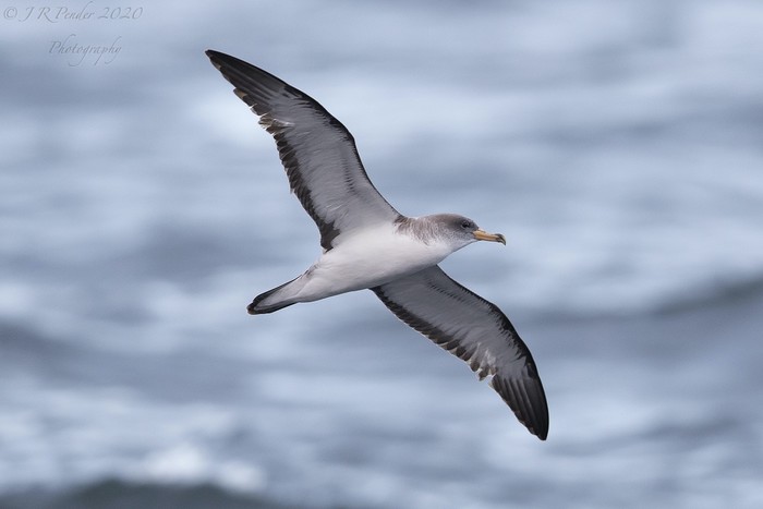 Cory's Shearwater