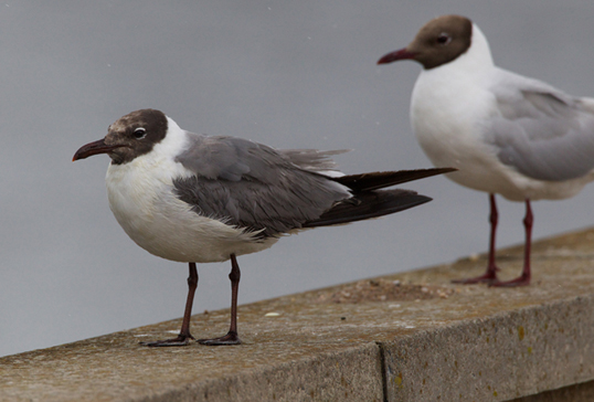 Laughing Gull