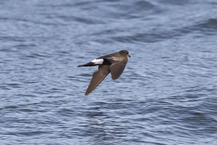 Wilson's Petrel