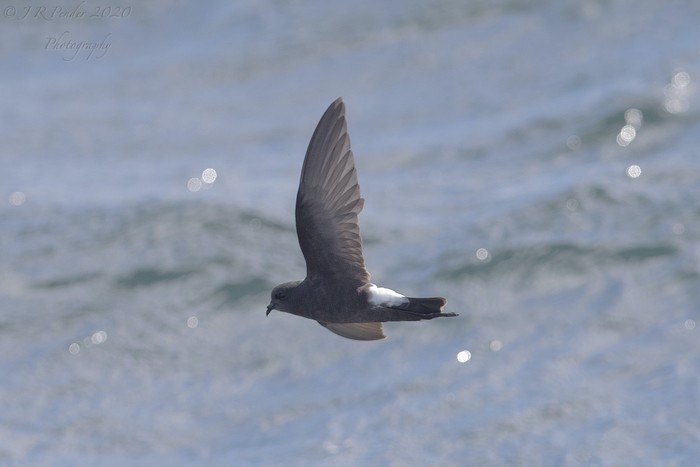 Wilson's Petrel