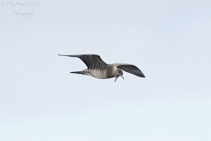 Long-tailed Skua