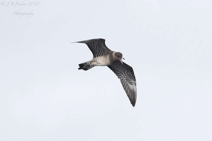 Long-tailed Skua