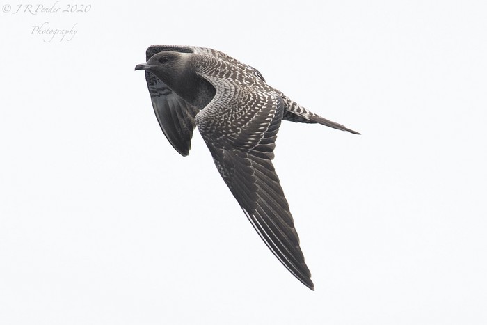 Long-tailed Skua