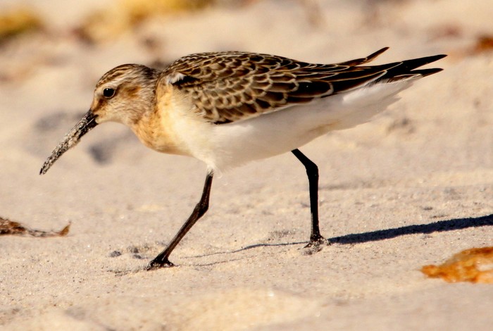 Curlew Sandpiper
