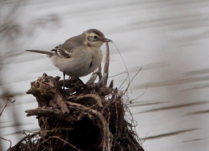 Citrine Wagtail