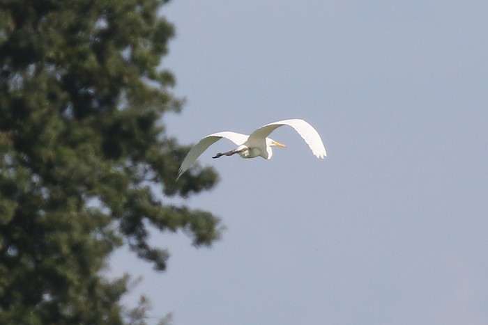 Great White Egret