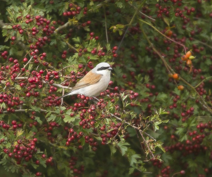 Red-backed Shrike