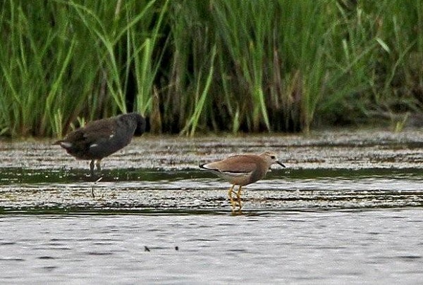 White-tailed Plover