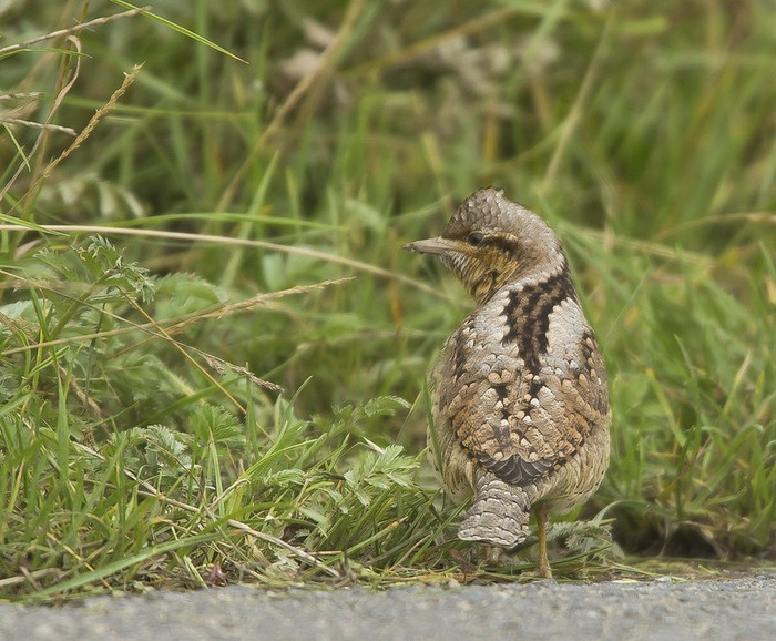 Wryneck
