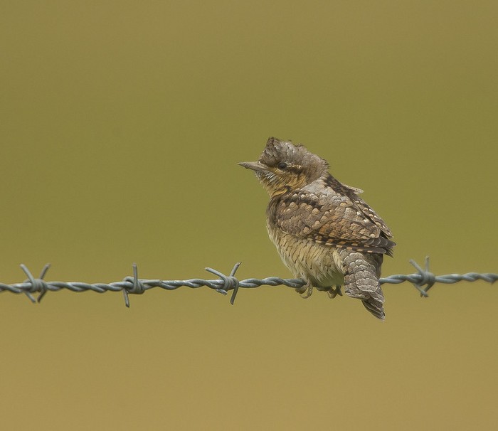 Wryneck