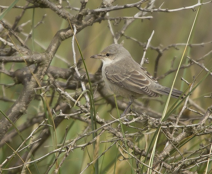 Barred Warbler