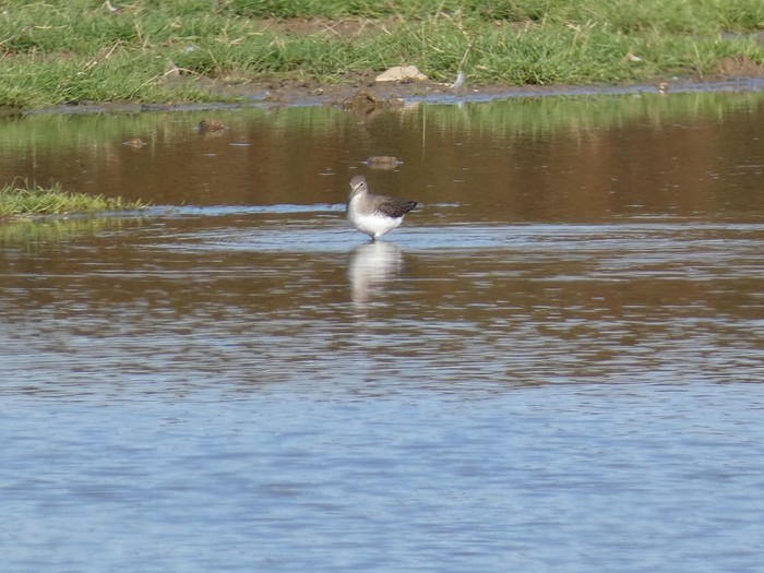Green Sandpiper 