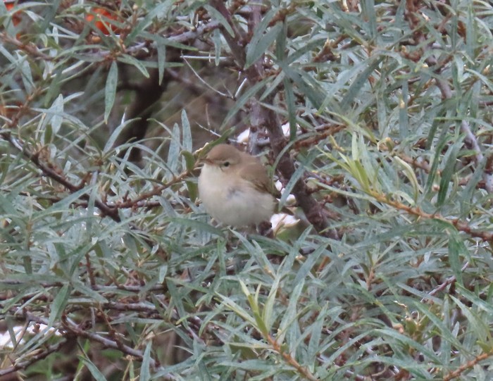 Booted Warbler