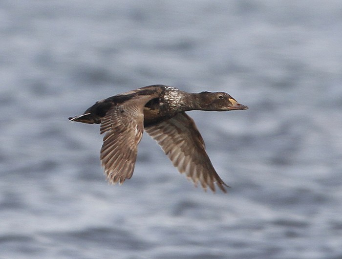 King Eider