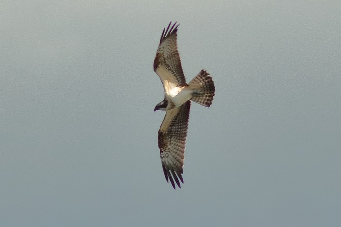 Osprey