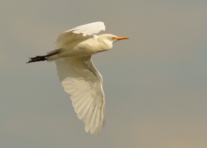 Cattle Egret