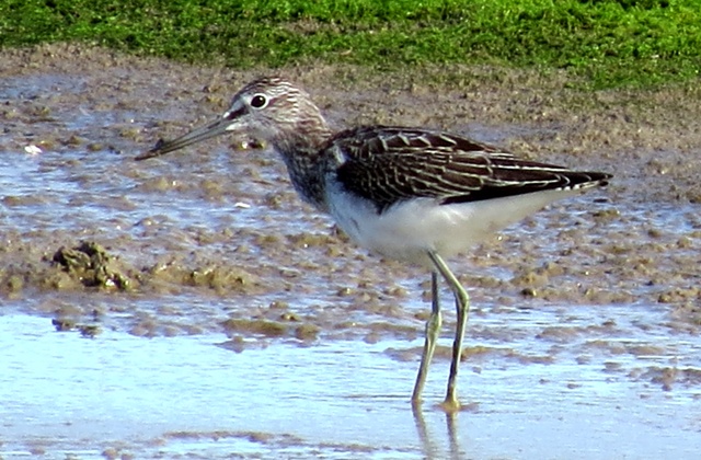 Greenshank