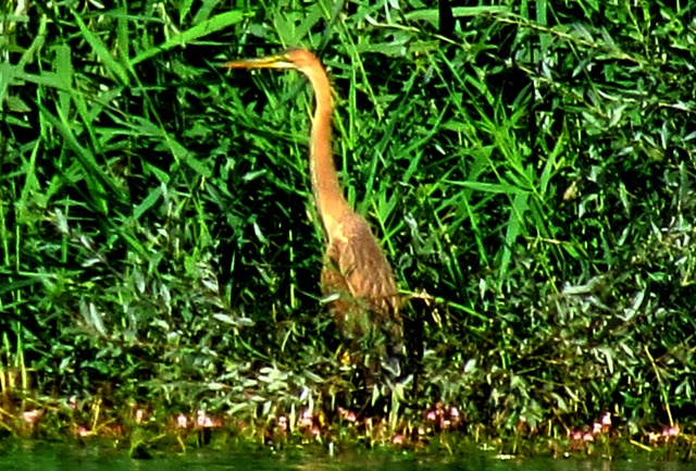 Purple Heron