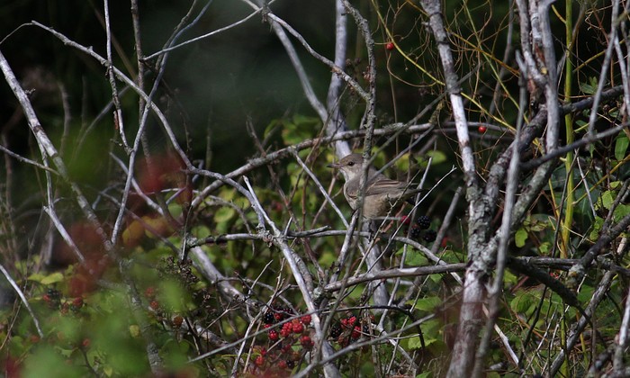 Barred Warbler