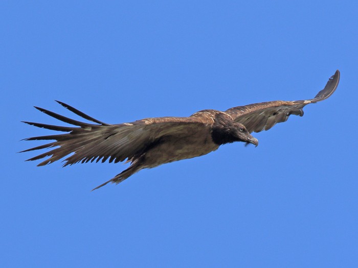 Lammergeier 