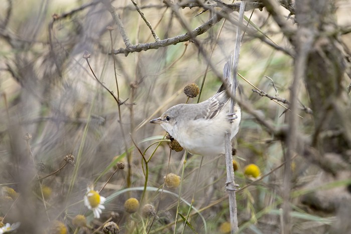 Barred Warbler