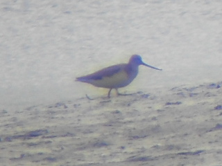 Terek Sandpiper