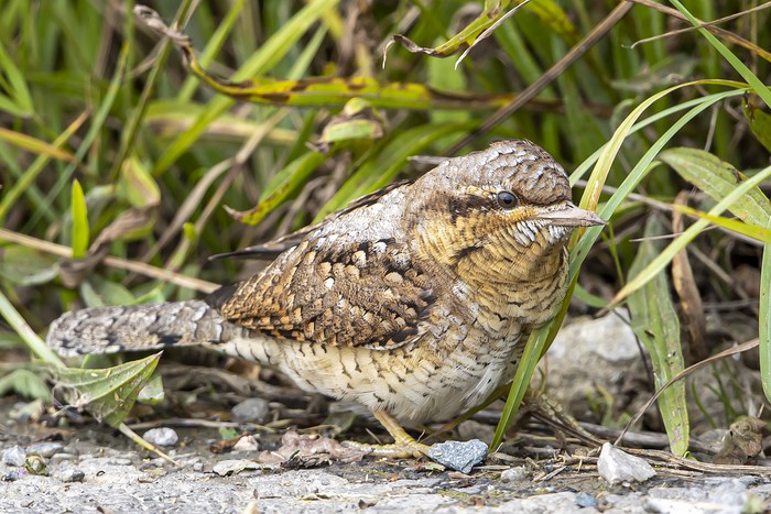 Wryneck