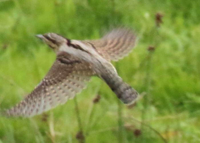 Wryneck