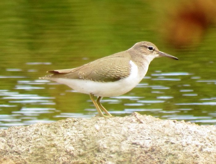 Spotted Sandpiper