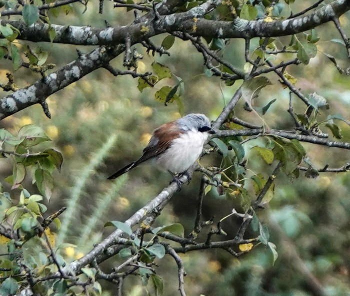 Red-backed Shrike