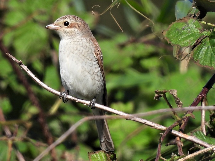 Red-backed Shrike