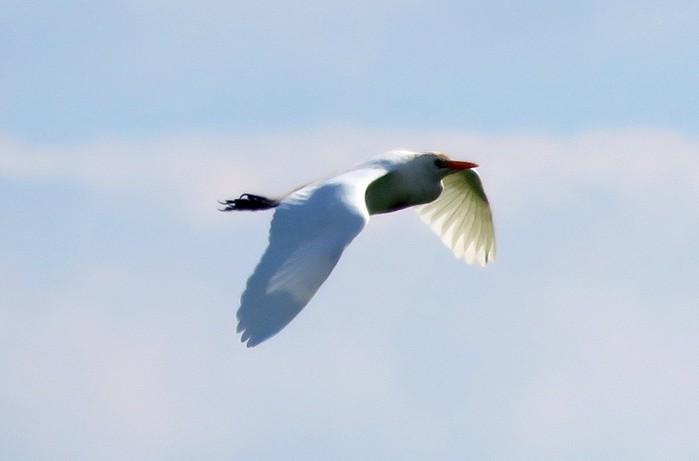 Cattle Egret
