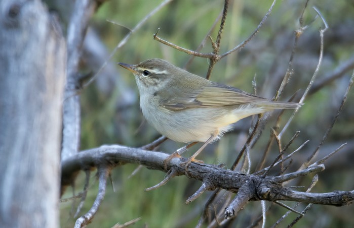 Arctic Warbler