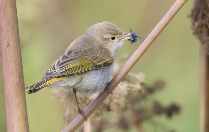 Western Bonelli's Warbler