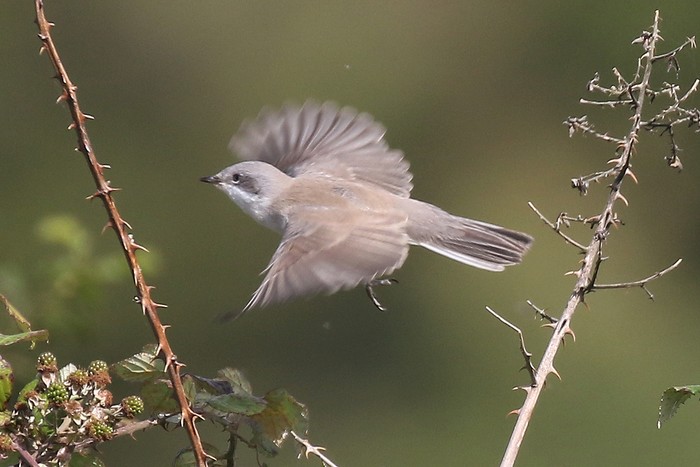 Lesser Whitethroat